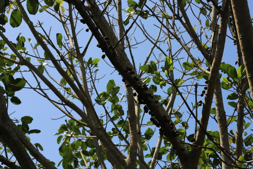Image of Ficus polita by (c) Suvarna Parbhoo Mohan, some rights reserved (CC BY-SA)