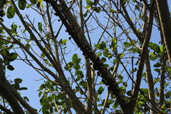 Ficus polita, photograph (c) Suvarna Parbhoo Mohan, some rights reserved (CC BY-SA)