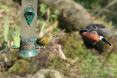 Chloris chloris