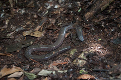 Dermophis mexicanus
