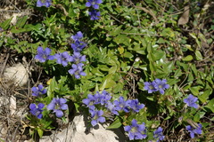 Gentiana septemfida grossheimii