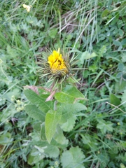 Pentanema orientale