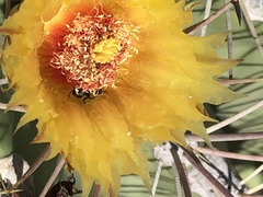 Ferocactus emoryi emoryi