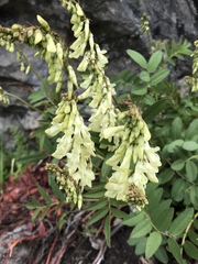 Hedysarum sulphurescens