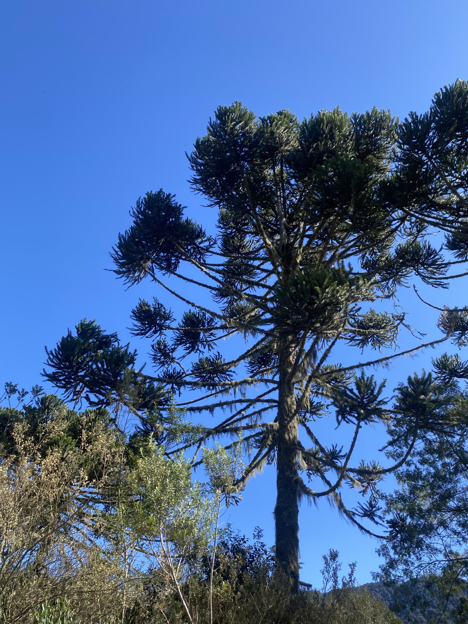 Araucaria angustifolia