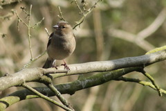 Fringilla coelebs