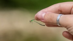 Ischnura pumilio