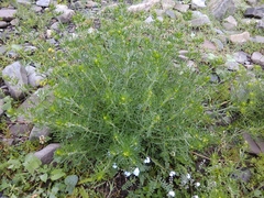 Teucrium orientale