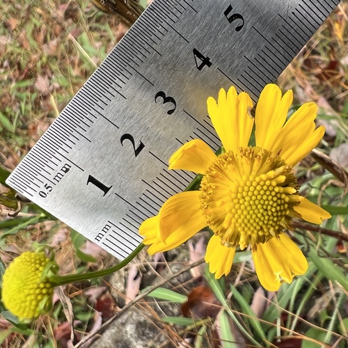 Virginia Sneezeweed (Helenium virginicum)