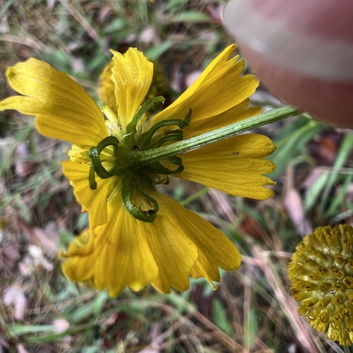 Image of Helenium virginicum by (c) Anne Parker, some rights reserved (CC BY)