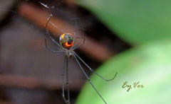 Leucauge