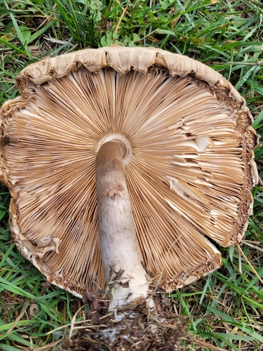 Shaggy Parasol