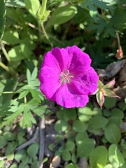 Geranium sanguineum