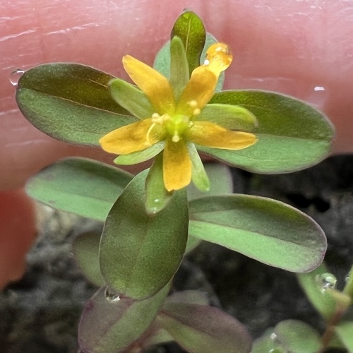 Image of Hypericum boreale by (c) Anne Parker, some rights reserved (CC BY)