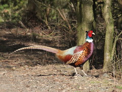 Phasianus colchicus