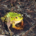 Pool Frog - Photo (c) Hermann Falkner, some rights reserved (CC BY-NC)
