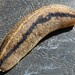 Florida Leatherleaf Slug - Photo no rights reserved, uploaded by kcthetc1