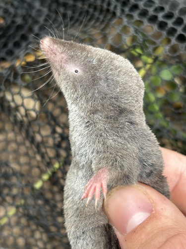 Northern Short-tailed Shrew