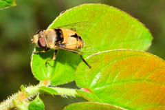Palpada pusilla