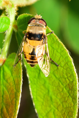 Palpada pusilla