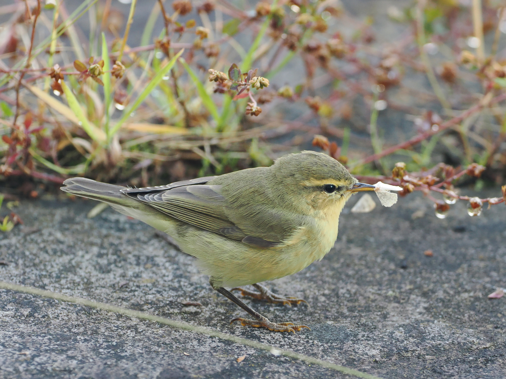 Willow Warbler (Phylloscopus trochilus)