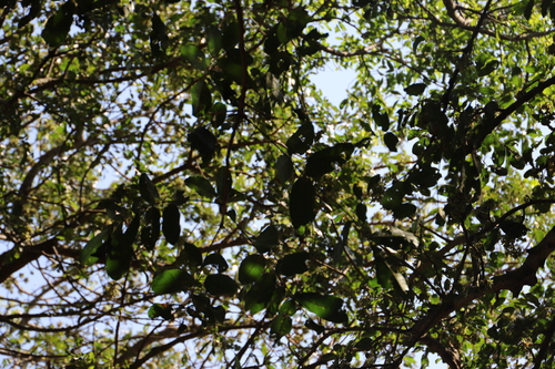 Image of Deinbollia oblongifolia by (c) Suvarna Parbhoo Mohan, some rights reserved (CC BY-SA)