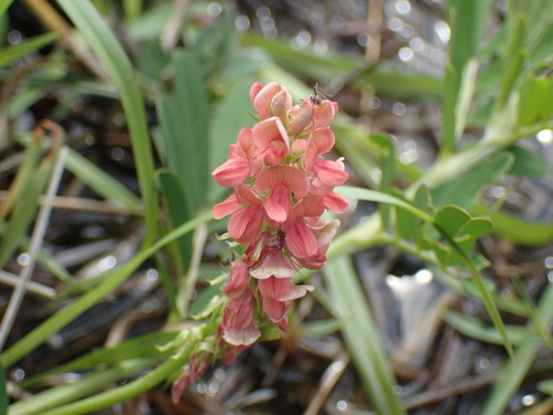 Image of Indigofera hendecaphylla by (c) Mahomed Desai, some rights reserved (CC BY)
