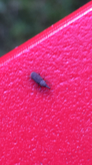 Dryophthorus americanus