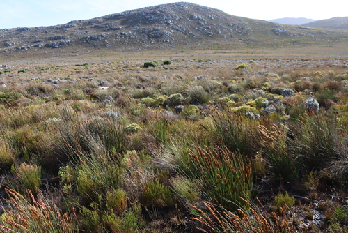 Image of Serruria glomerata by (c) Tony Rebelo, some rights reserved (CC BY-SA)
