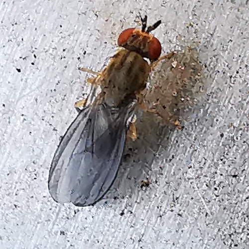 Campichoeta griseola