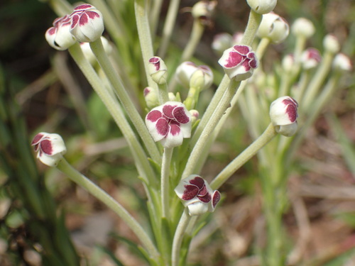 Image of Zaluzianskya natalensis by (c) Mahomed Desai, some rights reserved (CC BY)