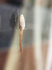Tetragnatha