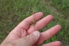 Rhynchospora recognita