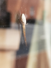 Tetragnatha