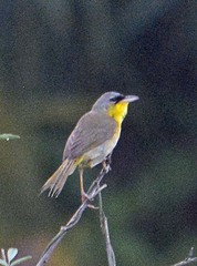 Geothlypis poliocephala