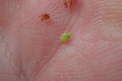 Rhynchospora recognita