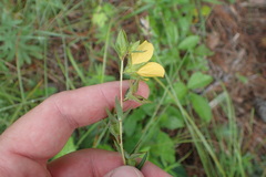 Ludwigia hirtella