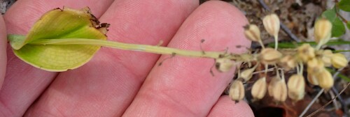 Image of Malaxis unifolia by no rights reserved