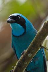 Turquoise Jay photo 4