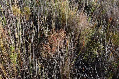Image of Erica bruniades by (c) Tony Rebelo, some rights reserved (CC BY-SA)