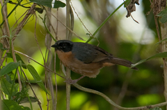 Black-Eared Hemispingus photo 3