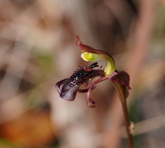Chiloglottis curviclavia