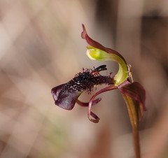 Chiloglottis curviclavia