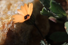 Dimorphotheca pinnata