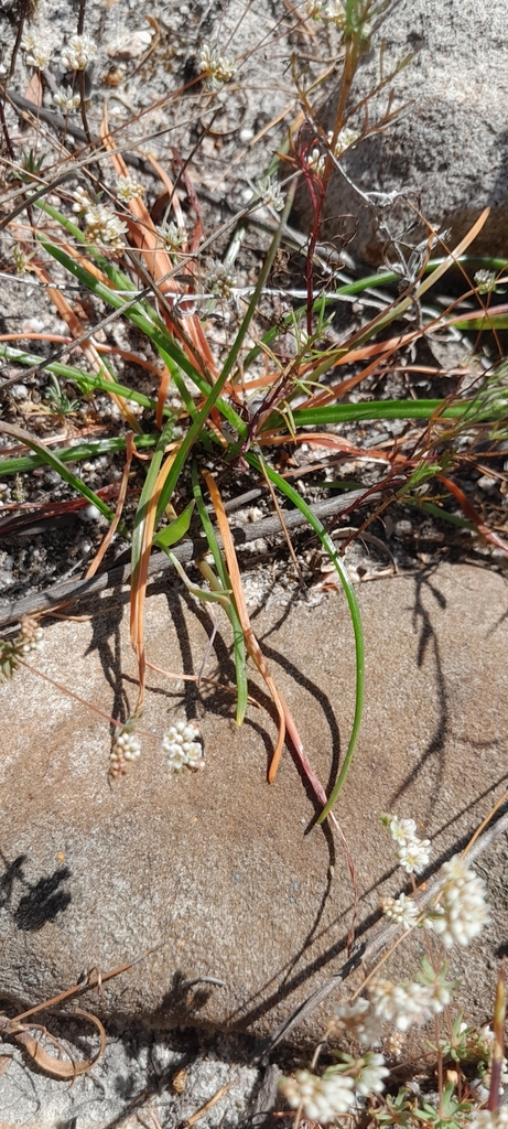 Albuca albucoides, Cape Winelands, ZA-WC, ZA