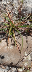 Albuca albucoides