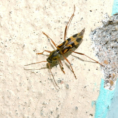 Chlorophorus annularis