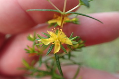 Hypericum galioides