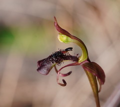 Chiloglottis curviclavia