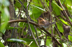 Troglodytes solstitialis